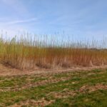 Willow variety trial, Headley Hall, March 2025