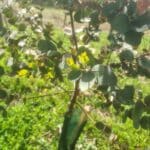 New growth Eucalyptus, Auchincruive, April 2025