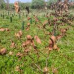 Brown Eucalyptus at Auchincruive, April 2025