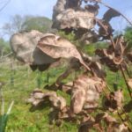 Auchincruive -Poorly eucalyptus
