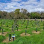 Eucalyptus at North Wyke, April 2025