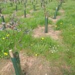 Eucalyptus at North Wyke, April 2025