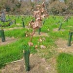 Eucalyptus at North Wyke, April 2025