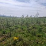 Alder at Boghall, April 2025