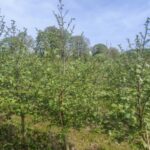 Alder at Auchincruive, April 2025