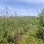 Alder at Auchincruive, April 2025