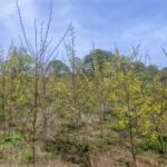 Black Locust at Auchincruive, April 2025