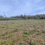 Italian Poplar at Auchincruive, April 2025