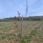 Italian Poplar at Auchincruive, April 2025