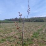 Auchincruive- SRF Italian Poplar have leaves appearing