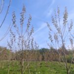 SRF Poplar at Auchincruive, April 2025