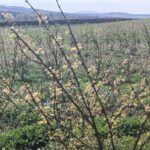 Black Locust at Boghall, April 2025