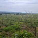 Black Locust at Boghall, April 2025