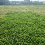 Clover cover crop plot within the 2024 Miscanthus Variety Trial, Boghall