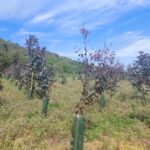 Eucalyptus at Boghall, April 2025
