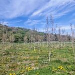 SRF Poplar at Boghall, April 2025