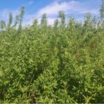 Willow at Boghall, April 2025