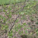 Alder at Cockle Park Farm, April 2025