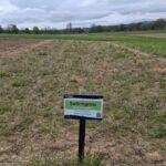 Switchgrass plot at Cockle Park Farm, April 2025