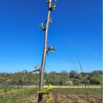 Bud burst on Black Locust at Chesham, April 2025r