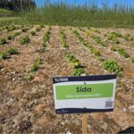 Sida at Chesham, April 2025