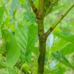 Common Alder (Alnus Glutinosa)-10