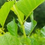 Common Alder (Alnus Glutinosa)-11