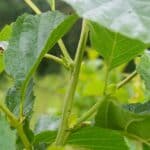 Common Alder (Alnus Glutinosa)-13
