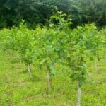Common Alder (Alnus Glutinosa)-15