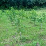Common Alder (Alnus Glutinosa)-17