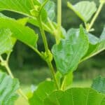 Common Alder (Alnus Glutinosa)-18