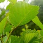 Common Alder (Alnus Glutinosa)-2