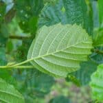 Common Alder (Alnus Glutinosa)-20