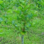 Common Alder (Alnus Glutinosa)-23