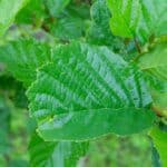 Common Alder (Alnus Glutinosa) - 3