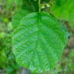 Common Alder (Alnus Glutinosa)-4