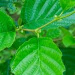Common Alder (Alnus Glutinosa)-5