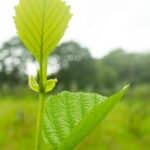 Common Alder (Alnus Glutinosa)-7