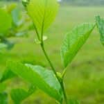 Common Alder (Alnus Glutinosa)-8