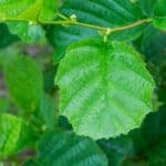 Common Alder (Alnus Glutinosa)-9