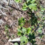 Headley Hall, Beetles on Alder