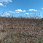Black Locust at Headley Hall, April 2025
