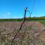 Buds on Black Locust at Headley Hall, April 2025