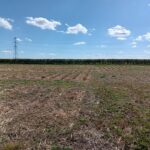 Miscanthus variety trials 2023, Headley Hall, April 2025