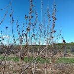 New leaves on SRF Poplar at Headley Hall