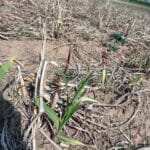 New Shoots of Misc Athena - Headley Hall