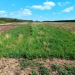 Reed Canary Grass at Headley Hall, April 2025