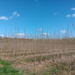 SRC Poplar at Headley Hall, April 2025