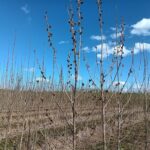SRC Poplar leaves at Headley Hall, April 2025