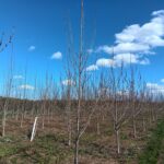 SRF Poplar at Headley Hall, April 2025